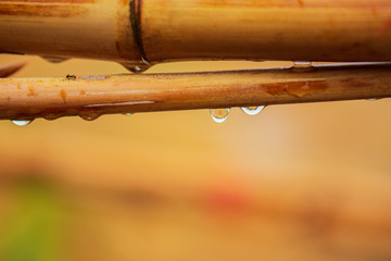 Water drop on brown wooden.