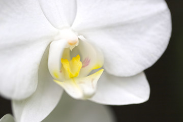 白の胡蝶蘭