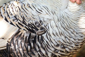 Close up white and black feather turkey for animal skin pattern