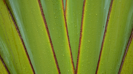 closeup of green leaf