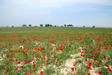 Obraz premium Poppy field. Outskirts of Samarkand, Uzbekistan.