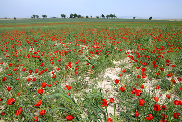 Obraz premium Poppy field. Outskirts of Samarkand, Uzbekistan.