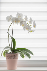 White orchid on the windowsill.