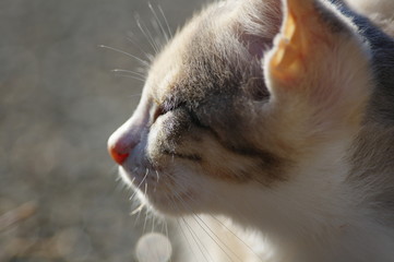 子猫の横顔