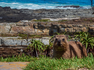 A South Africa Dassie show up from Bush area with the Atlantic coast at the background