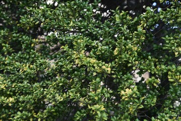 Fototapeta na wymiar Japanese box tree (Buxus microphylla)