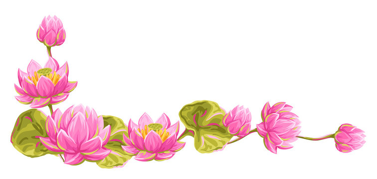 Decorative element with lotus flowers. Water lily illustration.