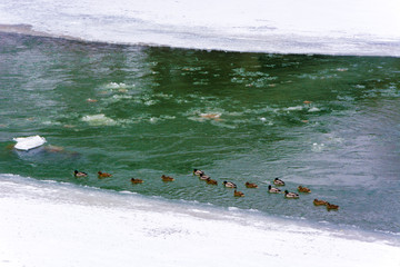 Kaczki na rzece zima lód © Heroc