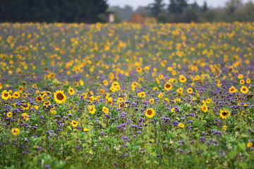 Ein Sonnenblumenfeld mit Phacelia-Pflanzen im Herbst im Salzkammergut - A sunflower field with...