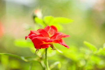 Beautiful red roses flower in the garden