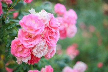 Beautiful pink roses flower in the garden