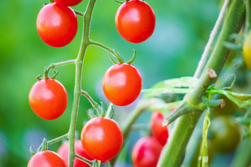 Fresh red ripe tomatoes hanging on the vine plant growing in organic garden