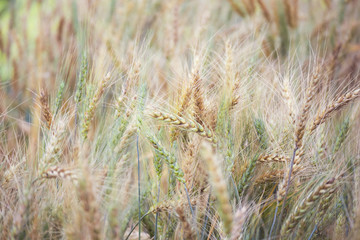Fototapeta premium Barley wheat field nature background