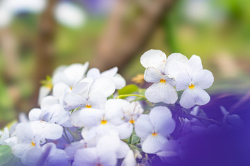 Fototapeta premium 春の花