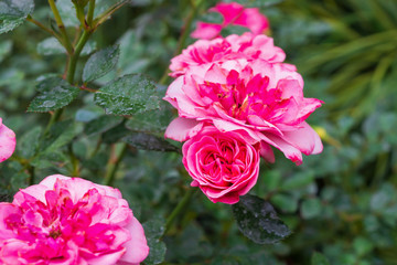 Beautiful colorful pink roses flower in the garden