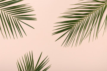 Green fresh palm branches Isolated on pink