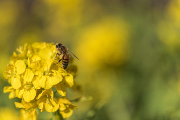 三浦海岸 河津桜まつり