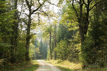 Fototapeta na wymiar A forest road in sunlight