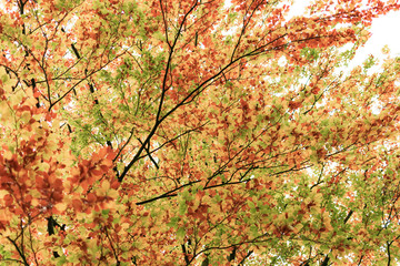 Foliage in the autumn