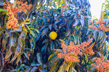 Codiaeum tree with flowers and a fruit growing in natural environment © olenka758