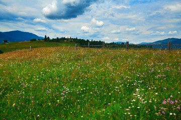 nature, summer landscape in carpathian mountains, wildflowers and meadow, spruces on hills, beautiful cloudy sky
