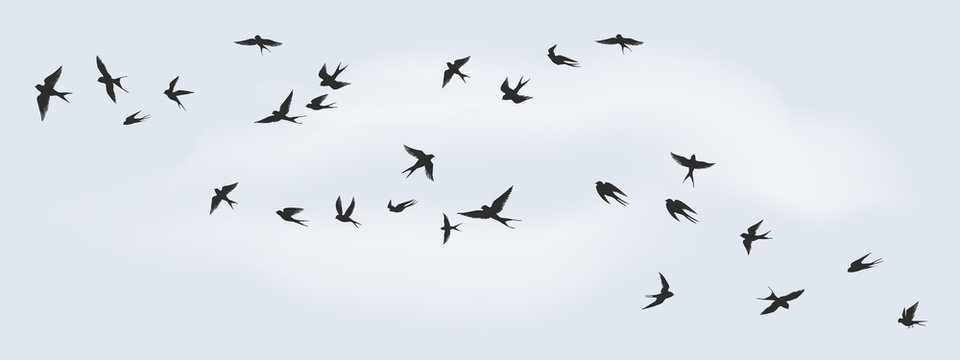 Flying birds silhouette. Flock of black marine birds, doves, seagulls or swallows for decoration, isolated black on white background. Vector freedom concept