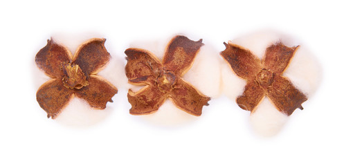 Fluffy cotton flower, soft material.