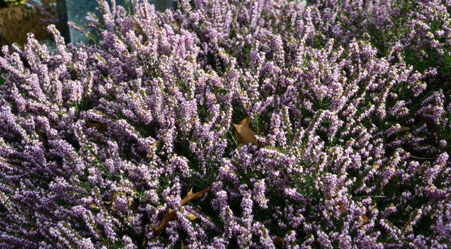 Eriken mit sch&ouml;nen Bl&uuml;ten