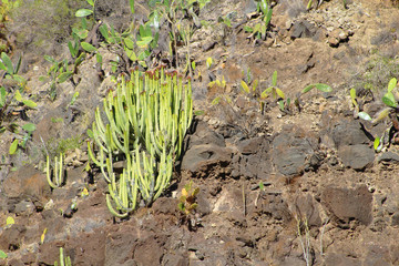 Cardón, Euphorbia canariensis
