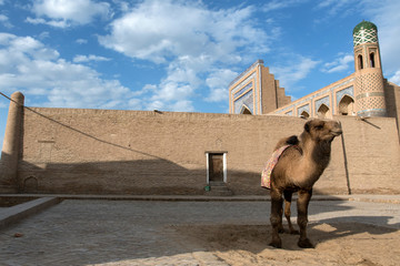 A camel in front of Mohammed Rakhim Khan Madrasah. Itchan Kala (old or inner city), Khiva,...