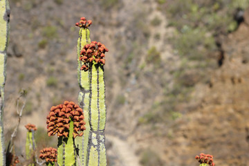 Cardón, Euphorbia canariensis