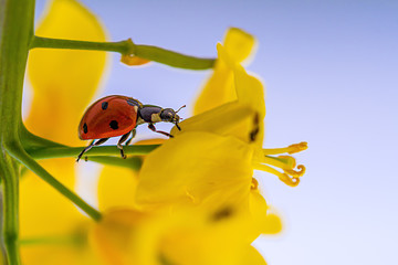A close-up of a ladybird in a yellow glowing rape plant. 