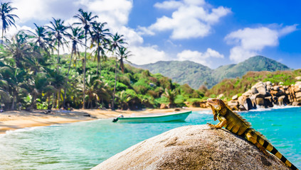 View on iguana on a rock in national park Tayrona in Colombia