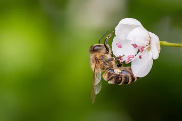 Fototapete Biene Nahaufnahme einer stark beladenen Biene auf einer weißen Blume auf einer sonnigen Wiese