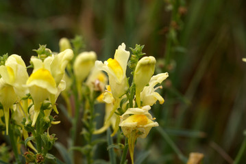 Fototapeta na wymiar Meadow flowers in summer close-up