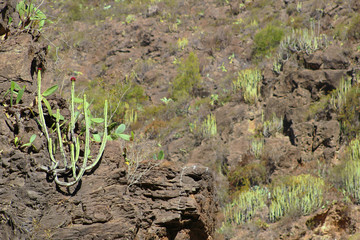 Barranco del Infierno, Adeje, Tenerife