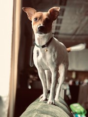A young dog girl Jack Russell standing at the window