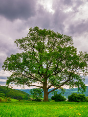 Fototapeta na wymiar Massive oak tree(Quercus robur) in spring, on the edge of a meadow with dandelions.