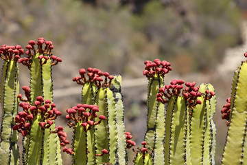 Cardón, Euphorbia canariensis