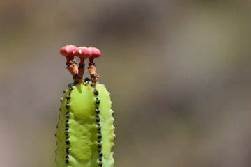 Cardón, Euphorbia canariensis