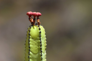 Cardón, Euphorbia canariensis