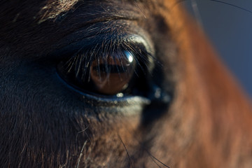 Brown horse and his brown eye close-up. Long dark eyelashes. Falling sunlight passes through the pupil. Dark blue background. Selective focus on eyelashes