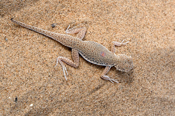 Lizard on the sand. Toadhead agama (Phrynocephalus interscapularis). Kyzylkum Desert, Uzbekistan, Central Asia.