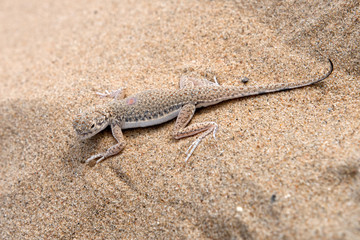 Lizard on the sand. Toadhead agama (Phrynocephalus interscapularis). Kyzylkum Desert, Uzbekistan, Central Asia.