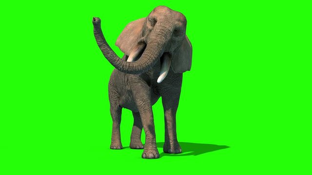 Elephant Attacks Short Tusks Front Green Screen 3D Rendering Animation 4K