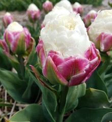 Tulipa Ice Cream, Tulpenbluete