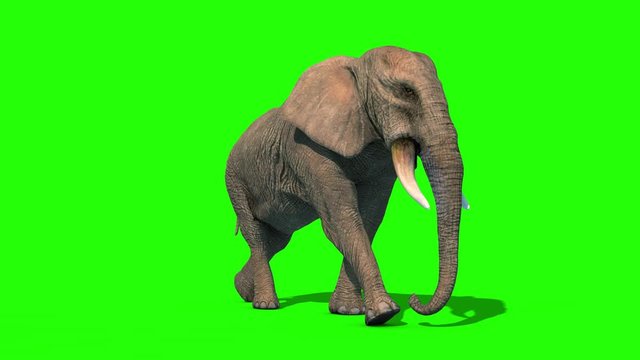 Elephant Walkcycle Short Tusks Loop Front Green Screen 3D Rendering Animation 4K