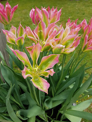 Obraz premium Tulipa Virichic, Tulpenbluete