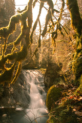 A big waterfall in the forest through the mossy branches of a tree in the sun