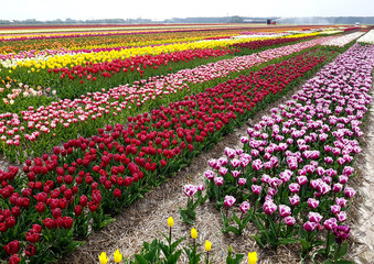 Tulpenfelder, Julianadorp, Nordholland